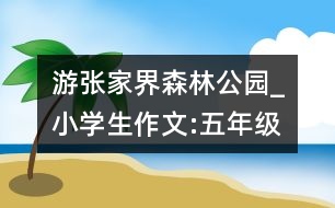 游張家界森林公園_小學(xué)生作文:五年級