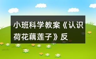 小班科學教案《認識荷花、藕、蓮子》反思