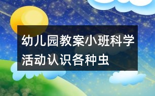 幼兒園教案小班科學(xué)活動認(rèn)識各種蟲