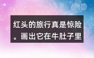 紅頭的旅行真是驚險。畫出它在牛肚子里旅行的路線，再把這個故事講給別人聽。