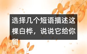 選擇幾個(gè)短語(yǔ)描述這棵白樺，說(shuō)說(shuō)它給你留下了怎樣的印象