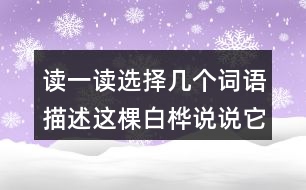 讀一讀選擇幾個(gè)詞語(yǔ)描述這棵白樺說(shuō)說(shuō)它給你留下什么印象