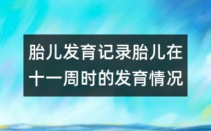 胎兒發(fā)育記錄：胎兒在十一周時的發(fā)育情況