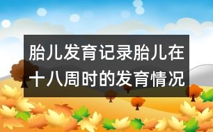 胎兒發(fā)育記錄：胎兒在十八周時的發(fā)育情況