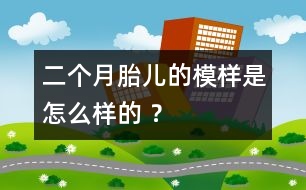 二個(gè)月胎兒的模樣是怎么樣的 ？