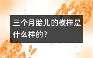 三個(gè)月胎兒的模樣是什么樣的？