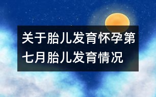 關于胎兒發(fā)育：懷孕第七月胎兒發(fā)育情況