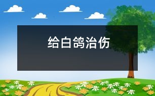 給白鴿治傷