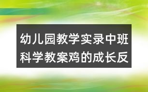 幼兒園教學(xué)實錄中班科學(xué)教案雞的成長反思