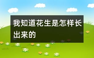 我知道花生是怎樣長(zhǎng)出來(lái)的