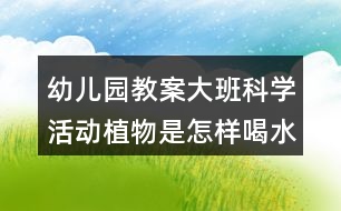 幼兒園教案大班科學(xué)活動植物是怎樣喝水的