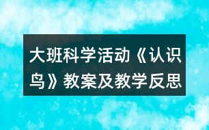 大班科學(xué)活動(dòng)《認(rèn)識(shí)鳥》教案及教學(xué)反思