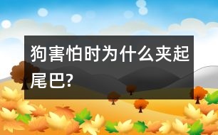 狗害怕時(shí)為什么夾起尾巴?