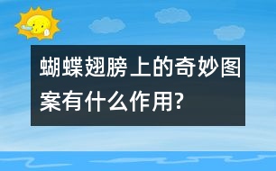 蝴蝶翅膀上的奇妙圖案有什么作用?