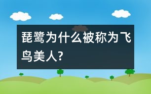 琵鷺為什么被稱為“飛鳥美人”?