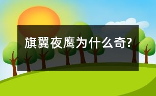 旗翼夜鷹為什么奇?