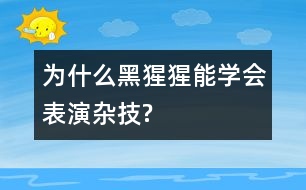 為什么黑猩猩能學會表演雜技?