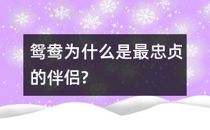 鴛鴦為什么是最忠貞的伴侶?