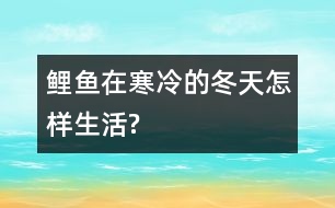 鯉魚(yú)在寒冷的冬天怎樣生活?