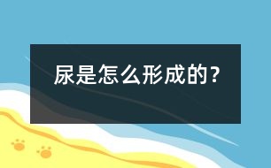 尿是怎么形成的？