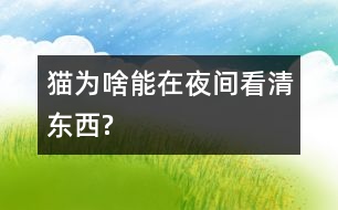 貓為啥能在夜間看清東西?