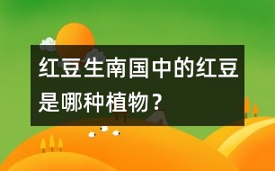 “紅豆生南國”中的紅豆是哪種植物？