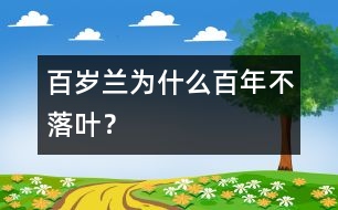 百歲蘭為什么百年不落葉？