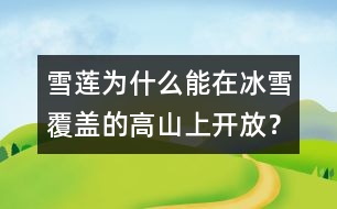 雪蓮為什么能在冰雪覆蓋的高山上開放？