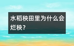 水稻秧田里為什么會(huì)爛秧？