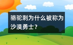 駱駝刺為什么被稱為“沙漠勇士”？