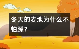 冬天的麥地為什么不怕踩？