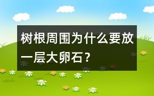 樹根周圍為什么要放一層大卵石？