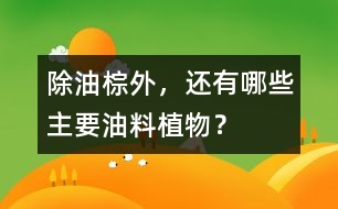 除油棕外，還有哪些主要油料植物？