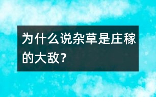 為什么說雜草是莊稼的大敵？