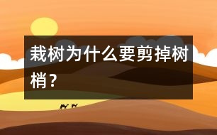 栽樹為什么要剪掉樹梢？