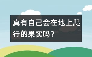 真有自己會(huì)在地上爬行的果實(shí)嗎？