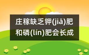 莊稼缺乏鉀(jiǎ)肥和磷(lín)肥會長成什么樣？