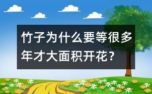 竹子為什么要等很多年才大面積開花？