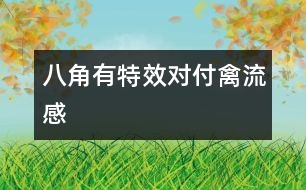 八角有特效對(duì)付禽流感